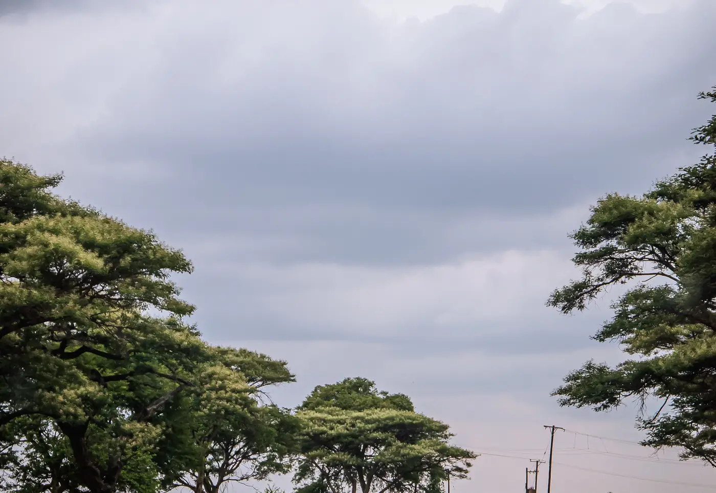 Quiet curving road lined with lush green trees under a soft sky